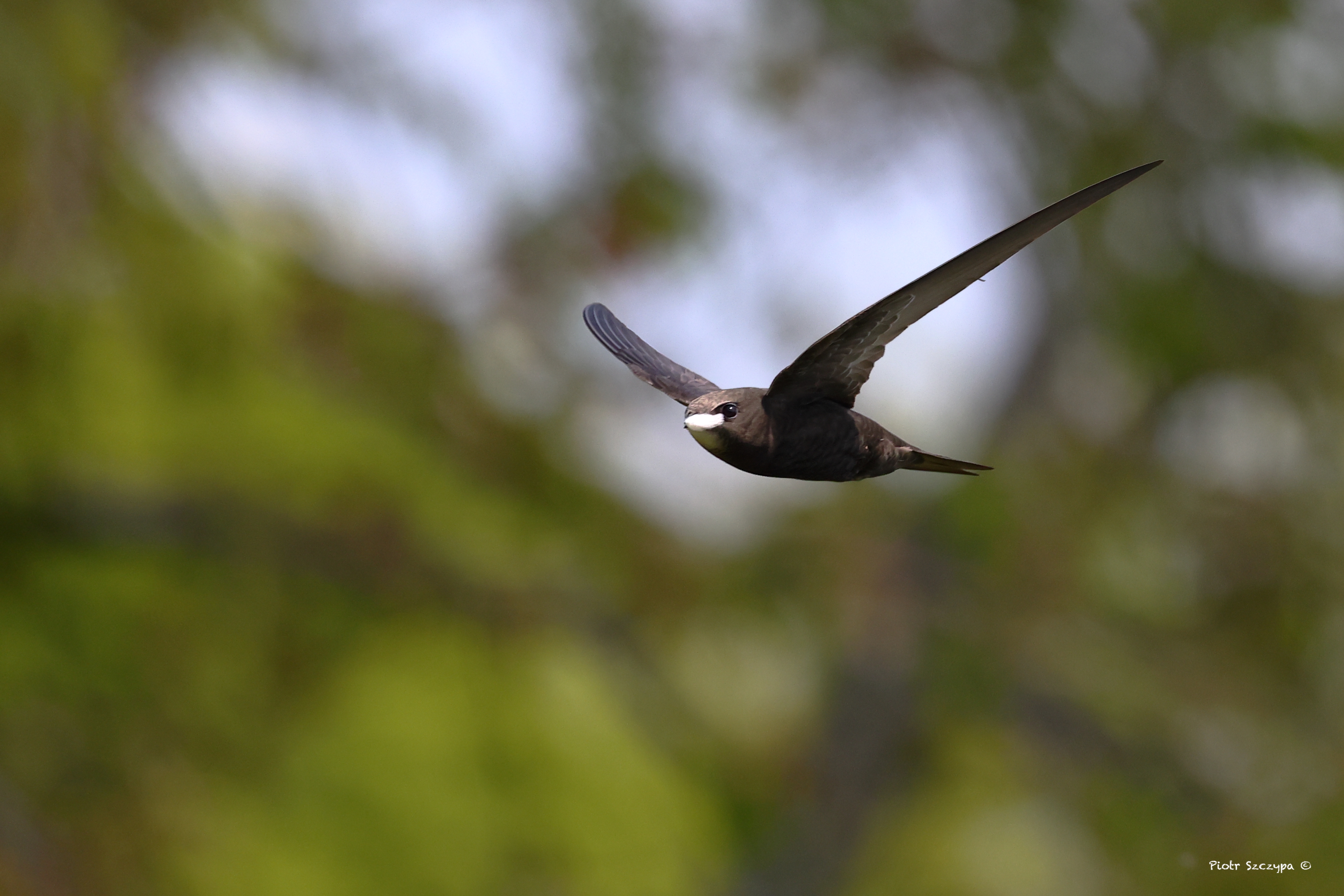 Swift in flight